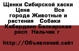 Щенки Сибирской хаски › Цена ­ 18 000 - Все города Животные и растения » Собаки   . Кабардино-Балкарская респ.,Нальчик г.